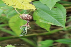 Ceropegia decaisneana
